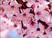 Flor de Cerejeira/Sakura
