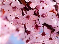 Flor de Cerejeira/Sakura