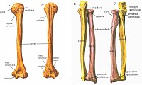 Anatomia