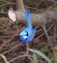 blue wren