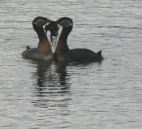 Greebe mating dance