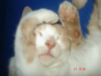 Niñadormida