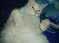 Niño mira