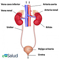 sistema excretor