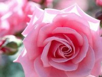 rosas