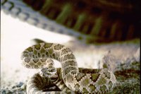 desert rattler