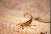 blonde scorpion
