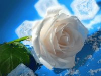 rosa blanca