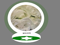 Roses blanches