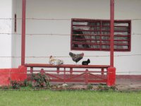 Gallinas Antioquia