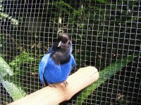 GRALHA AZUL