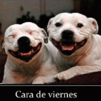 perros jajaja