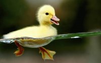 Duckling