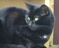 Black Cats