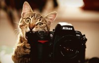 Cat and Camera