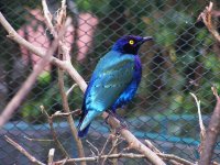 ESTORNINHO AZUL