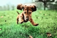 Puppy playing
