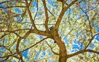 Racoon in Tree