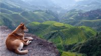 Dog enjoying view