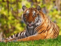 Tigre Siberiano