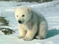 Oso Polar