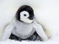 Cria de Pingüino Emperador