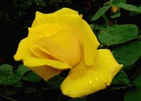 rosa