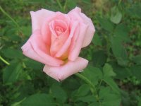 rossa