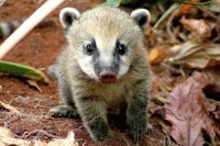 Coati cachorro