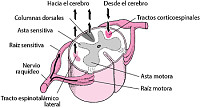 FISIOLOGIA