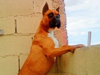 canelo