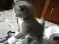 musy