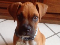canelo