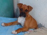 momochas-canelo