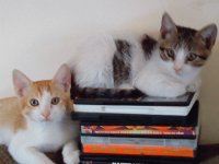 travis y manchas