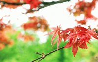 otoño