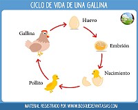 ciclo de vida