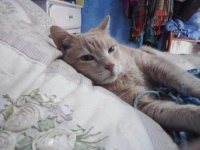 cat on pillow