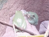 Tropical Frogs