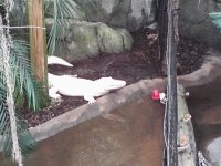 White Gator