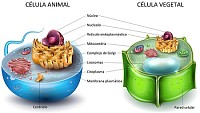 La cÃ©lula