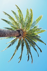 Beautiful palm trees
