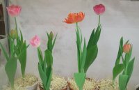 Tulipanes