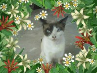 gatinho lindo