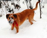 Gizmo im Schnee