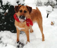 Gizmo im Schnee
