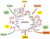 METABOLISMO