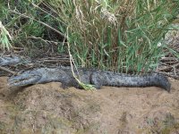 Crocodile