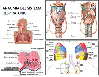 Pulso y Frecuencia cardiaca