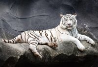 tigre